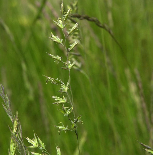 Nahaufnahme von Rispengras im Grasfeld.