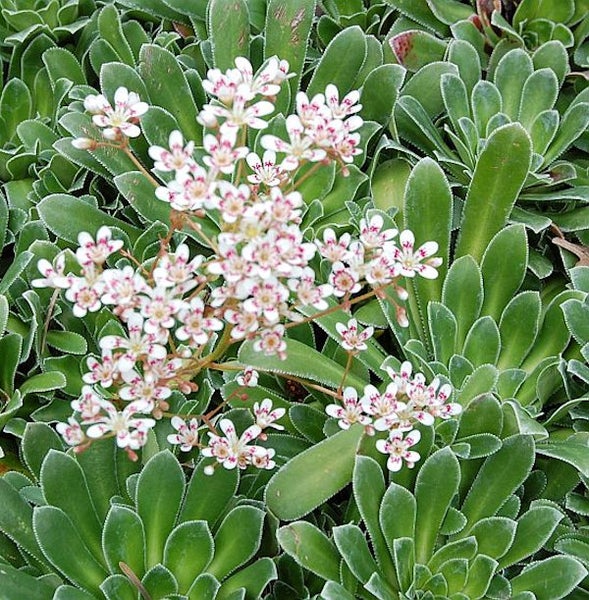 Blühender Zwerg-Steinbrech mit grünen Blättern
