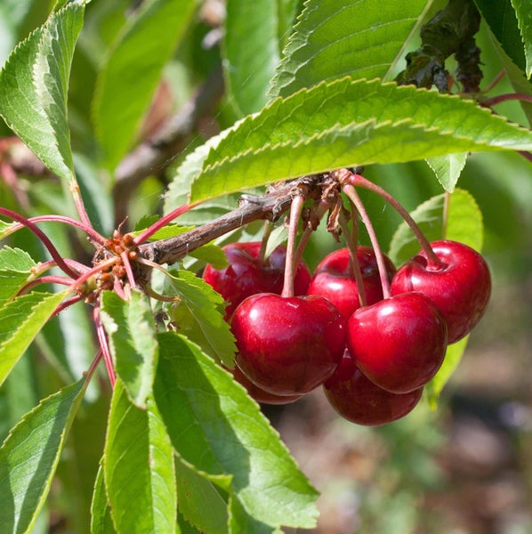Kirschen am Zweig mit Blättern