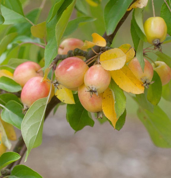Zierapfelbaum mit Früchten und Blättern