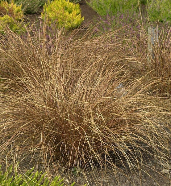 Ziergras im Gartenbeet