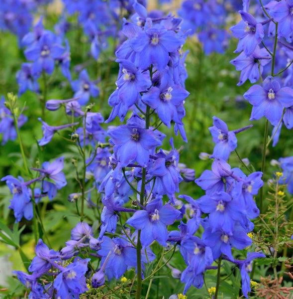 Nahaufnahme von Ritterspornblüten im Garten