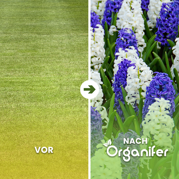 Vorher-Nachher-Vergleich von Rasen mit Organifer Blumenzwiebeln