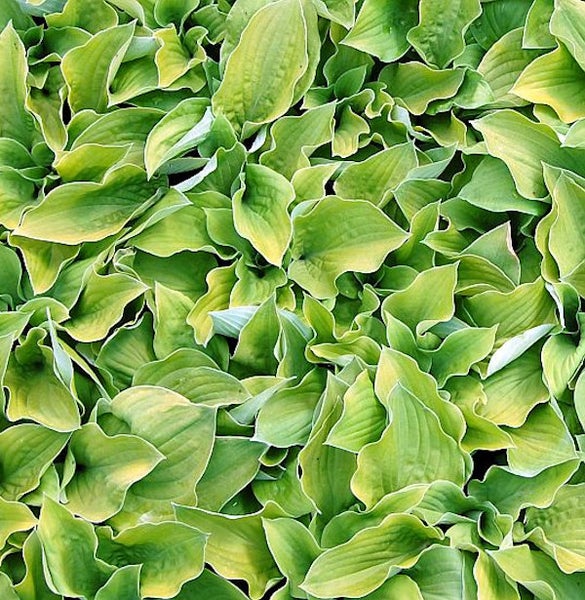 Nahaufnahme von Hosta-Blättern