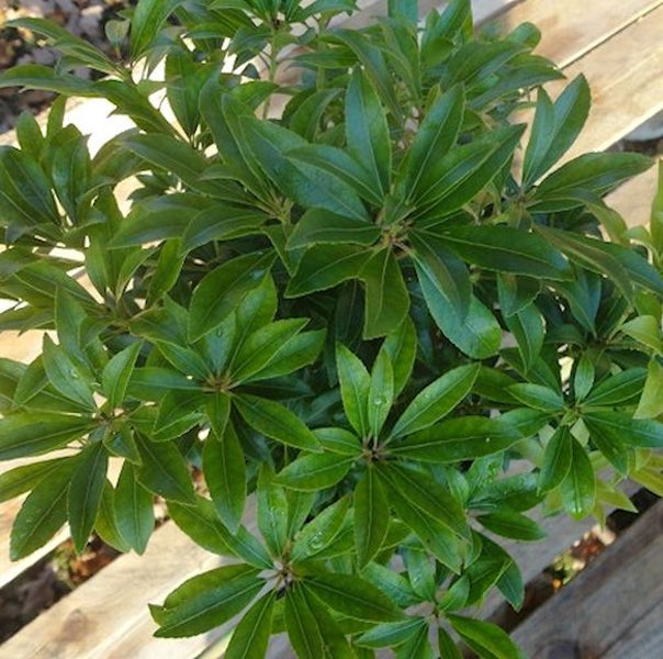 Immergrüner Schirmbaum mit dichten, ledrigen Blättern.