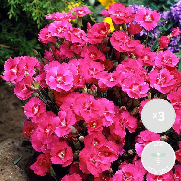 3x Dianthus diantica 'Early Love' - Nelke - Einjährig - Bienenfreundlich – ⌀10,5 cm - ↕10-15 cm