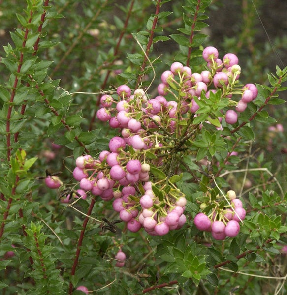 Strauch mit grünen Blättern und rosa Beeren
