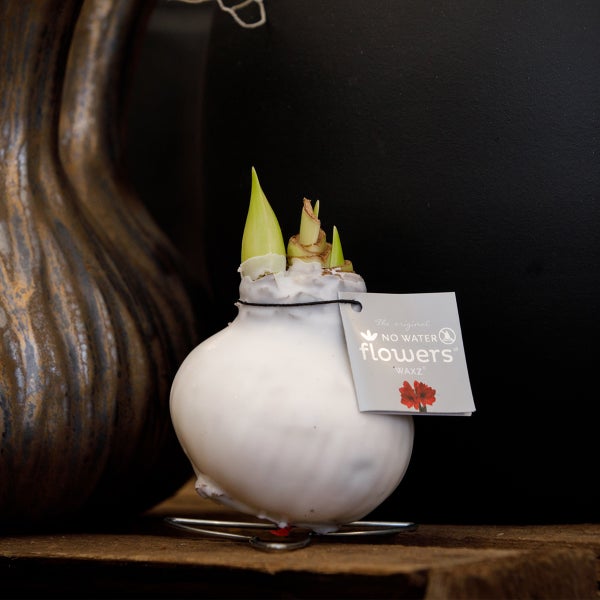Bloomique – Amaryllis-Zwiebel in weißem Wachs – Kolibri-Weiß – Blumenzwiebel – keine Wasserblumen – Weihnachtsdekoration – 10–20 cm hoch bei Lieferung – wird bis zu 30–50 cm groß – 7 cm Durchmesser