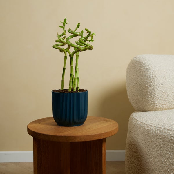 Bloomique – 5er-Set – Dracaena Sanderiana – Glücksbambus – Glücksbambus – Zimmerpflanzen – Luftreinigend – Pflegeleicht – 40–50 cm hoch