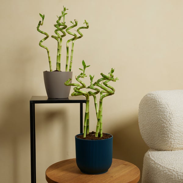 Bloomique – 5er-Set – Dracaena Sanderiana – Glücksbambus – Glücksbambus – Zimmerpflanzen – Luftreinigend – Pflegeleicht – 40–50 cm hoch