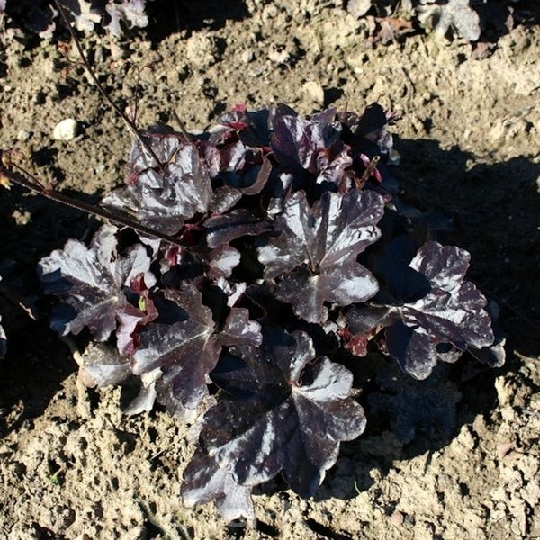 Purpurglöckchen Pflanze im Gartenbeet