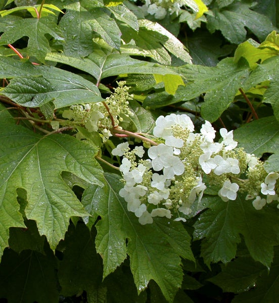 Eichenblatt-Hortensie mit weißen Blüten und grünen Blättern