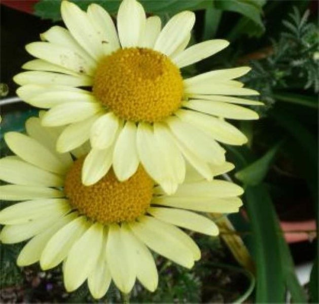 Nahaufnahme von zwei Margeritenblüten