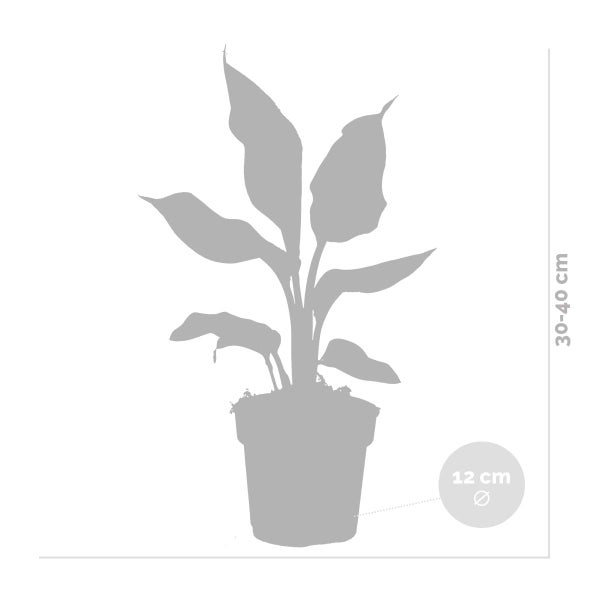 Bloomique - Strelitzia Reginae - Paradiesvogelpflanze - Paradiesvogelblume - Zimmerpflanzen - Luftreinigend - Pflegeleicht - Höhe 30-40 cm - Topf 12 cm