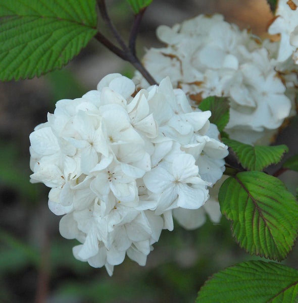 Blütenstand eines Schneeballs mit Blättern