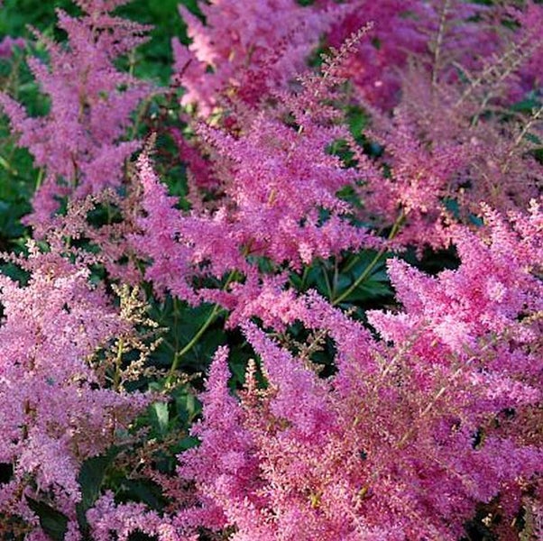 Astilbe-Pflanze mit federartigen Blütenständen