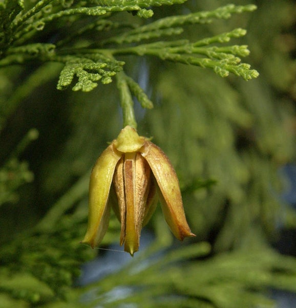 Nahaufnahme einer Zypresse mit Zapfen