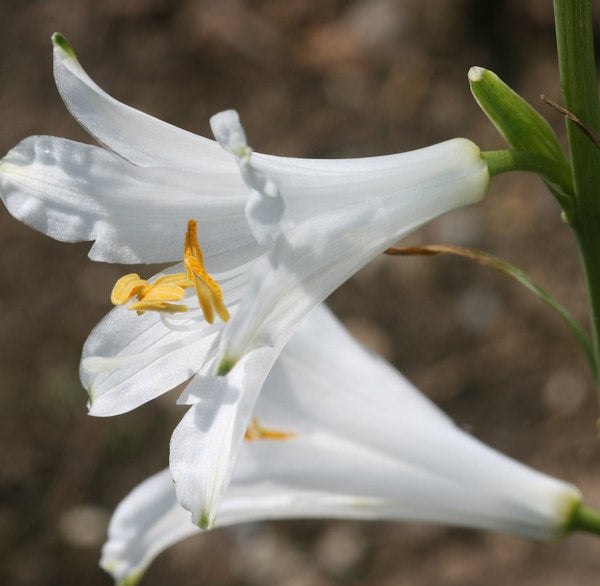 Nahaufnahme von weißen Lilienblüten