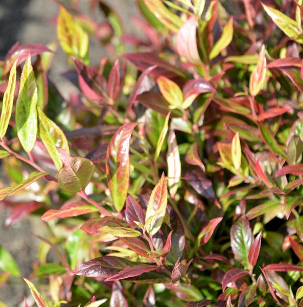 Nahaufnahme einer Hebe Addenda Pflanze mit rot- und grünfarbigen Blättern.