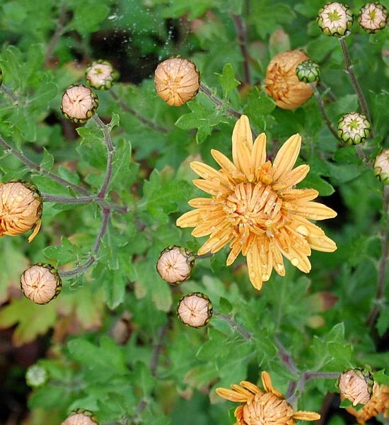 Nahaufnahme einer orangefarbenen Chrysantheme mit Blütenknospen und grünen Blättern.