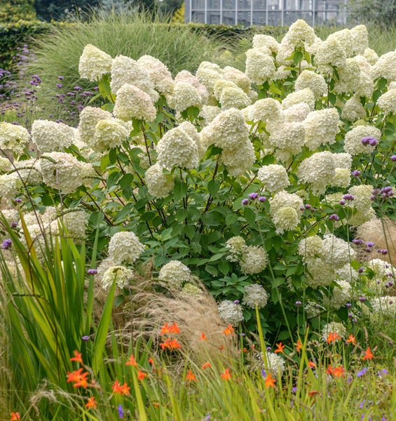 Hortensienbusch mit weißen Blüten im Gartenbeet