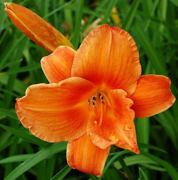 Nahaufnahme einer orangefarbenen Taglilienblüte im Garten