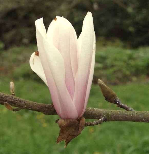 Magnolienblüte am Ast