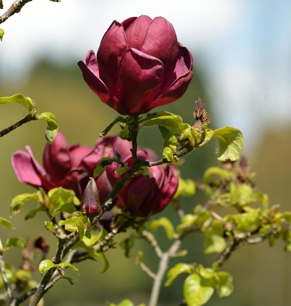 Blühende purpurrote Magnolie mit grünen Blättern