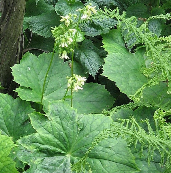 Pflanzen mit grünen Blättern und weißen Blüten im Garten