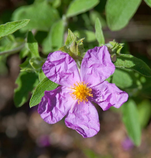 Lack-Zistrose mit lila Blüte und grünen Blättern.