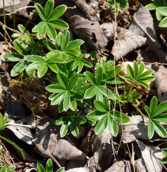 Wald-Erdbeere Pflanzen zwischen trockenem Laub