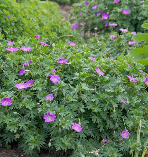 Blühender Storchschnabel im Gartenbeet