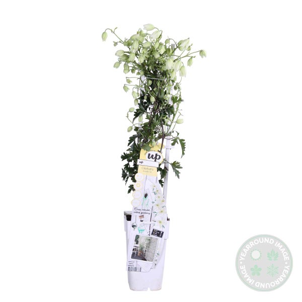 Clematis Avalanche – Waldrebe – Schlingpflanze – Immergrün – ⌀15 cm – ↕60-70 cm