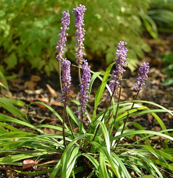 Liriope muscari Pflanze mit violetten Blüten und grünen Blättern