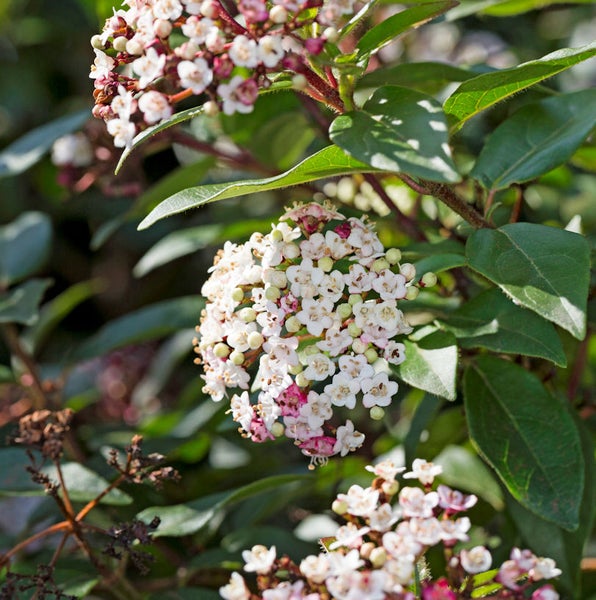 Immergrüner Schneeball mit weißen und rosa Blüten