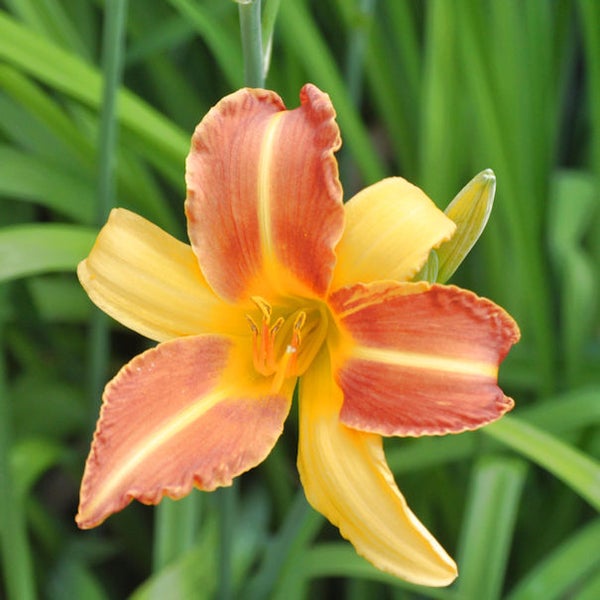 Nahaufnahme einer Taglilienblüte