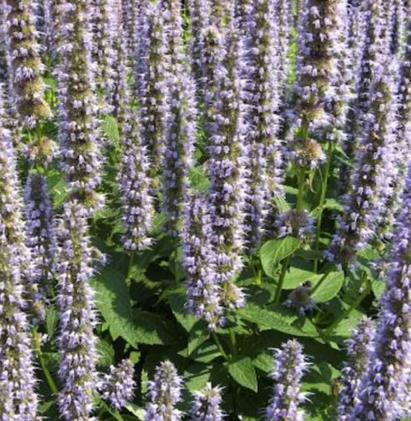 Agastache Gartenpflanze mit violetten Blüten