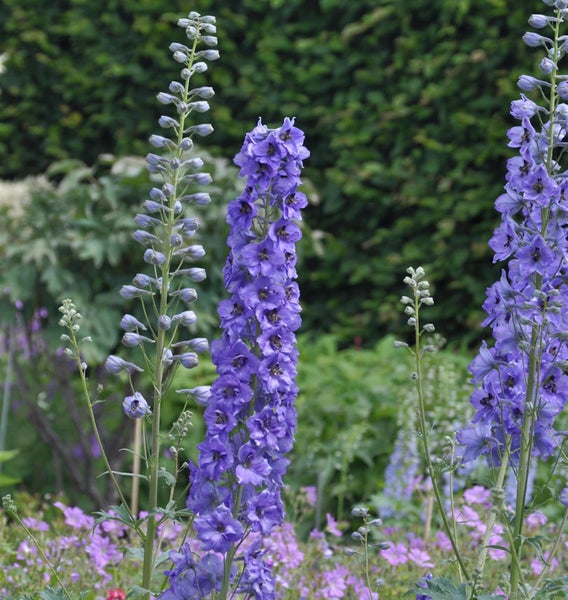 Blühende Ritterspornpflanzen im Garten