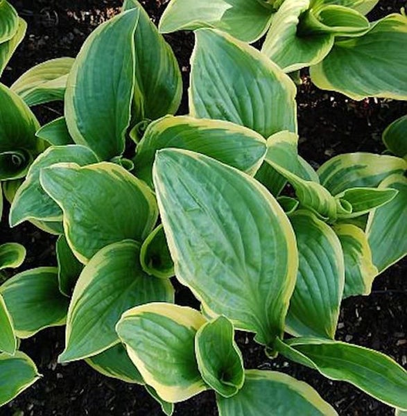 Funkie mit grün-gelben Blättern im Gartenbeet