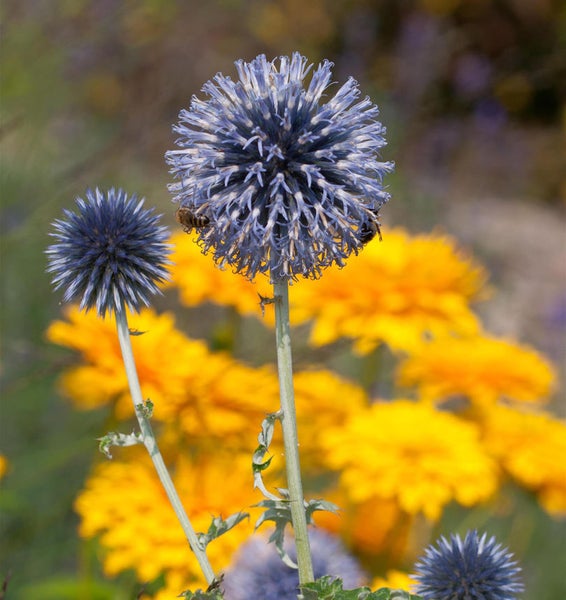 Nahaufnahme von Kugeldistelblüten mit Bienen im Garten