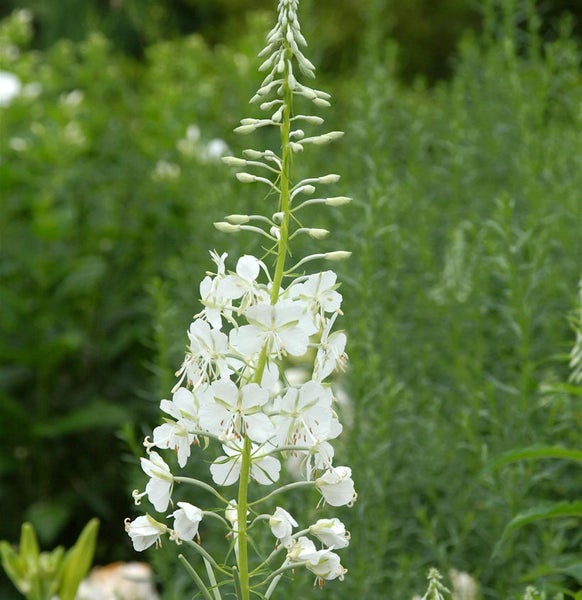 Schmalblatt Weidenröschen mit weißen Blüten