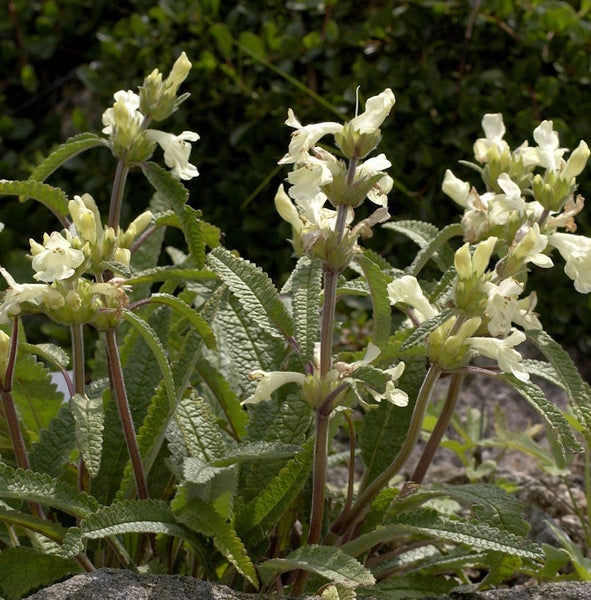Nahaufnahme von Bergziestpflanzen mit Blättern und Blüten