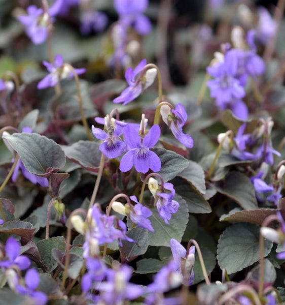 Nahaufnahme von Veilchen mit Blättern