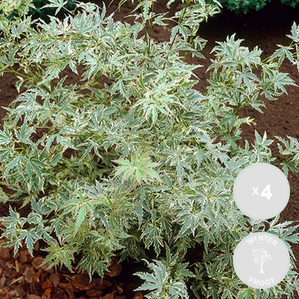4x Acer palmatum 'Butterfly' – Japanischer Ahorn – Strauch – Winterheart – ⌀10,5 cm – ↕25-30 cm