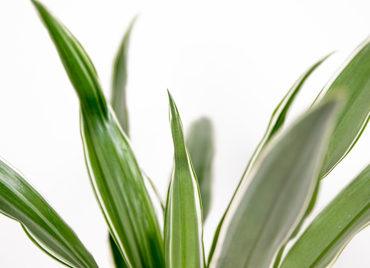 Dracaena 'Wahnecki' | Drachenblutbaum - Zimmerpflanze im Züchtertopf ⌀12 cm - ↕30-40 cm
