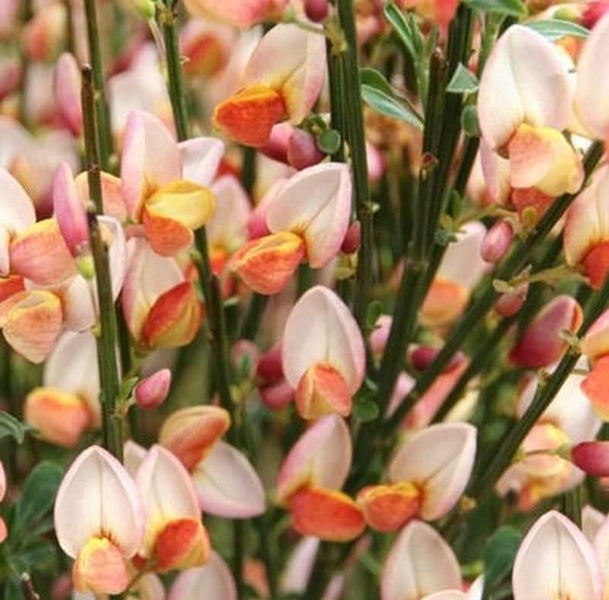 Aufrechte Zwergsträucher-Pflanze mit Blüten