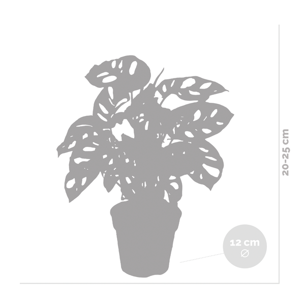 Bloomique - Monstera adansonii - Monkey Leaf - Fensterblatt - Luftreinigende Zimmerpflanzen - Monstera Pflanze - Hängepflanze echt - Kletterpflanzen Zimmer - Höhe 20-25 cm - Topf 12 cm
