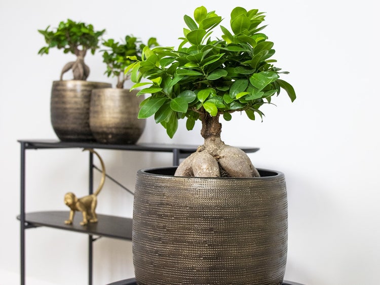 Bonsai-Baum | Ficus 'Ginseng' pro Stück - Zimmerpflanzen im Angelegentopf cm20 cm - ↕40 cm