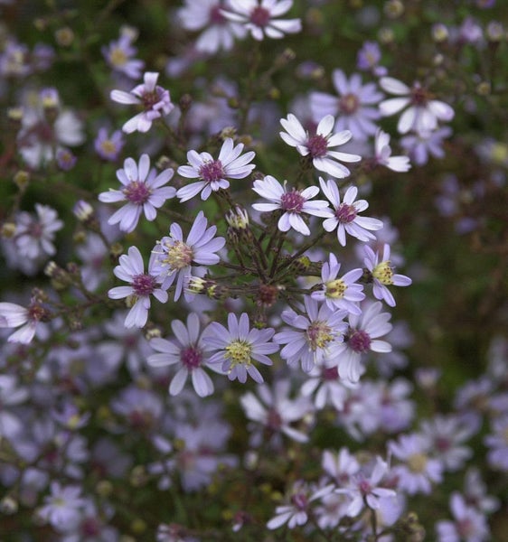 Nahaufnahme einer Gruppe von Raublatt-Astern