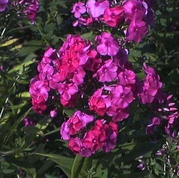 Nahaufnahme von Phlox-Blüten im Garten
